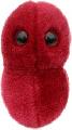 Ang�na (Streptococcus)
