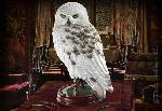 Hedwig - sova